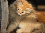 Cheeto On Breeder Watch - Siberian Kitten For Sale - CT&comma; US