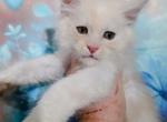 Fisher Summertime litter - Maine Coon Kitten For Sale - Kingman&comma; AZ&comma; US