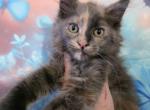 Pudding Dessert Litter - Maine Coon Kitten For Sale - Kingman&comma; AZ&comma; US