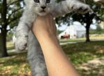 Theodore - Maine Coon Kitten For Sale - Kansas City&comma; MO&comma; US