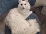 Snow Rain and Frost - Maine Coon Kitten For Sale - Sacramento&comma; CA&comma; US