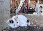Clover - Domestic Cat For Sale - Seville&comma; OH&comma; US