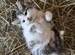 Frosty - Domestic Cat For Sale - Seville&comma; OH&comma; US