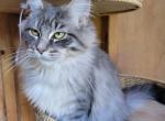 Leigha - Maine Coon Cat For Sale - Montgomery&comma; MA&comma; US
