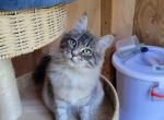 Monica - Maine Coon Cat For Sale - Montgomery&comma; MA&comma; US