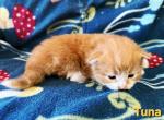 Tuna - Siberian Kitten For Sale - Clintwood&comma; VA&comma; US