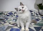 Bode - Ragdoll Kitten For Sale - Tuscaloosa&comma; AL&comma; US