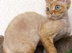 Ginger - Devon Rex Kitten For Sale - Brooklyn&comma; NY&comma; US