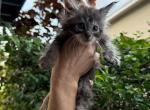 Milo - Maine Coon Kitten For Sale - Hollywood&comma; FL&comma; US