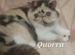 Quorra - Exotic Kitten For Sale - Lemont&comma; IL&comma; US