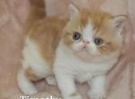 Timothy - Exotic Kitten For Sale - Lemont&comma; IL&comma; US