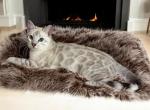 Ollie - Bengal Cat For Sale - ME&comma; US