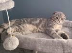 Tome - Scottish Fold Kitten For Sale - Sedalia&comma; MO&comma; US