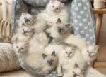 JayJay - Ragdoll Kitten For Sale - Westland&comma; MI&comma; US