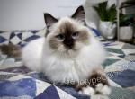Gunhilda - Ragdoll Cat For Sale - Tuscaloosa&comma; AL&comma; US