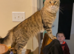 Blues litter - Maine Coon Kitten For Sale - Mishawaka&comma; IN&comma; US