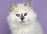 Solomon - Siberian Kitten For Sale - Brighton&comma; CO&comma; US