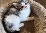 Pebble - Domestic Cat For Sale - Seville&comma; OH&comma; US