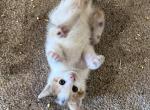 Pixie - Domestic Cat For Sale - Seville&comma; OH&comma; US
