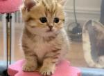 Bella - British Shorthair Kitten For Sale - Brooklyn&comma; NY&comma; US