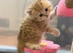 Bella - British Shorthair Kitten For Sale - New York&comma; NY&comma; US