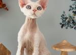 Devon Rex Male - Devon Rex Cat For Sale - Hollywood&comma; FL&comma; US
