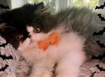 Maxwell - Persian Kitten For Sale - Arlington Heights&comma; IL&comma; US