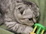 4 Scottish fold and straight males - Scottish Fold Kitten For Sale - Holland&comma; PA&comma; US