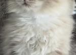 Teddy - Ragdoll Kitten For Sale - Bushnell&comma; FL&comma; US