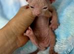 Churro - Sphynx Kitten For Sale - Chicago&comma; IL&comma; US