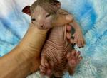 Tuna - Sphynx Kitten For Sale - Chicago&comma; IL&comma; US