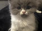Moxie1 - Persian Kitten For Sale - Cayce&comma; SC&comma; US
