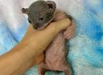 Ziti - Sphynx Kitten For Sale - Chicago&comma; IL&comma; US
