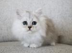 Simon - Persian Kitten For Sale - Boiling Springs&comma; PA&comma; US