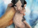 Paloma - Sphynx Kitten For Sale - Chicago&comma; IL&comma; US