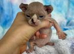 Mochi - Sphynx Kitten For Sale - Chicago&comma; IL&comma; US