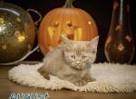 August - Munchkin Kitten For Sale - Neosho&comma; MO&comma; US