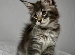Happy - Maine Coon Kitten For Sale - CA&comma; US