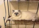 CFA Bluepoint female - Persian Kitten For Sale - Conyers&comma; GA&comma; US