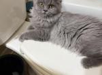 CFA Blue Persian - Persian Kitten For Sale - Conyers&comma; GA&comma; US