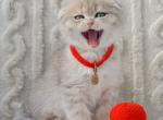 Ice - Scottish Fold Kitten For Sale - Brooklyn&comma; NY&comma; US