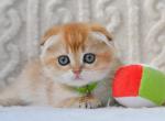 Ivo - Scottish Fold Kitten For Sale - Brooklyn&comma; NY&comma; US