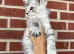 Dollie - Maine Coon Kitten For Sale - Kansas City&comma; MO&comma; US