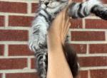 Sebastian - Maine Coon Kitten For Sale - Kansas City&comma; MO&comma; US