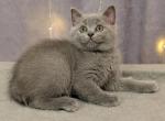 Vivienne - Scottish Straight Kitten For Sale - Brooklyn&comma; NY&comma; US