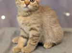 Viva - Scottish Fold Kitten For Sale - Brooklyn&comma; NY&comma; US