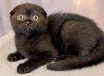 Vesper - Scottish Fold Kitten For Sale - Brooklyn&comma; NY&comma; US