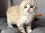 Jasper - Scottish Fold Kitten For Sale - Brooklyn&comma; NY&comma; US