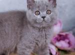 Taya - British Shorthair Kitten For Sale - Brooklyn&comma; NY&comma; US