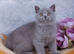 Tilda - British Shorthair Kitten For Sale - Brooklyn&comma; NY&comma; US